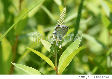 ツバメシジミ 41681258