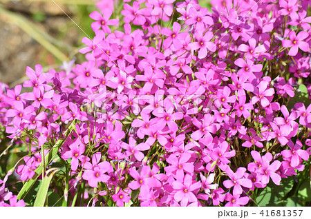 画像の中央部に焦点を定めて 新緑の季節のイモカタバミの密集した複数の赤紫色の花を撮影した写真の写真素材