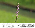 ネジバナ 41681530