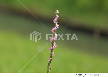 ネジバナ 41681530