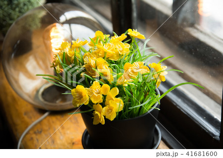 Yellow flowers in a pot and an electric lamp on Yellow flowers in a pot and an electric lamp on 41681600