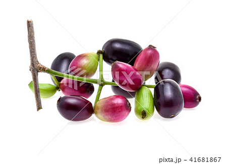 Jambolan plum or Java plum isolated on white Jambolan plum or Java plum isolated on white 41681867