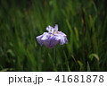 花しょうぶ 41681878