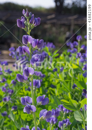姫路城好古園、紫先代萩の花 41682199