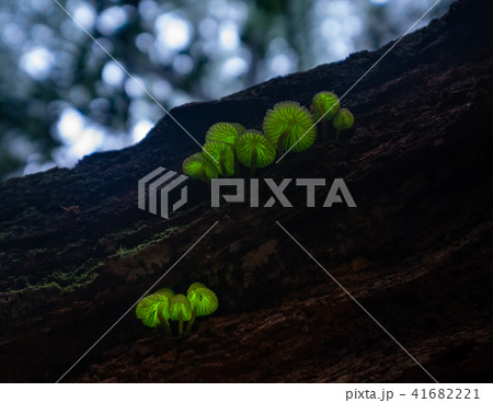 シイノトモシビタケ 41682221