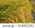 黄金色の稲穂 41682261