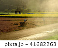 稲　刈入れ後 41682263