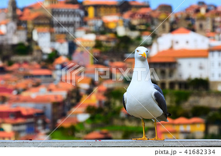 Seagull and Porto, Portugal panorama 41682334