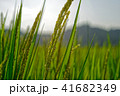 稲穂 41682349