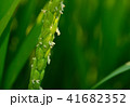 稲の花 41682352