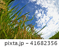 稲穂と雲 41682356