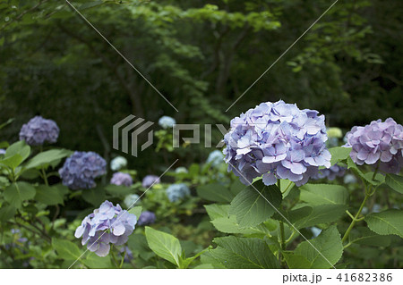 紫陽花 紫陽花 41682386