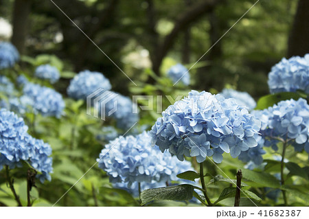 紫陽花 紫陽花 41682387