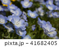 ネモフィラ 41682405