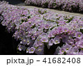 ペチュニア 41682408
