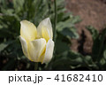 白チューリップ 41682410