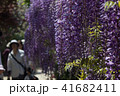 藤 41682411