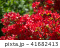 ツツジ 41682413