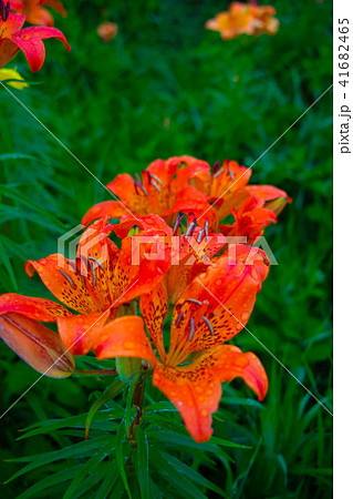 原生花園のエゾカンゾウ 41682465