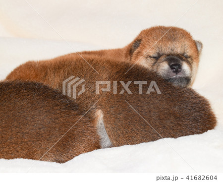 眠っている柴犬の赤ちゃん 眠っている柴犬の赤ちゃん 41682604