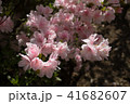 ツツジ 41682607