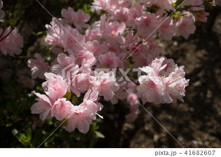 ツツジ ツツジ 41682607