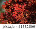 紅葉 41682609