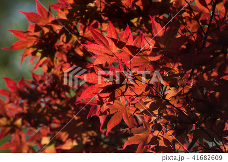 紅葉 41682609