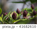 クロバナロウバイ 41682610