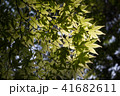 青もみじ 41682611