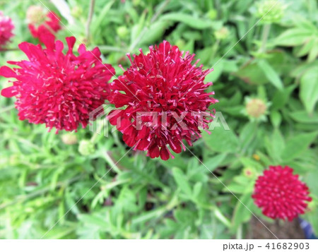 クナウティア　マースミジェット 41682903