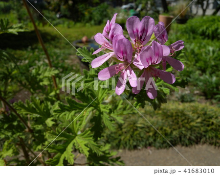 蚊嫌草 41683010
