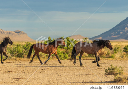 Wild Horses in Utah Wild Horses in Utah 41683065