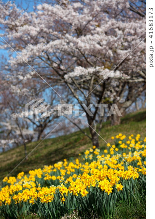 水仙と桜 水仙と桜 41683173
