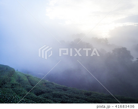 hmong hill tribe harvest tea plant in the morning hmong hill tribe harvest tea plant in the morning 41683436