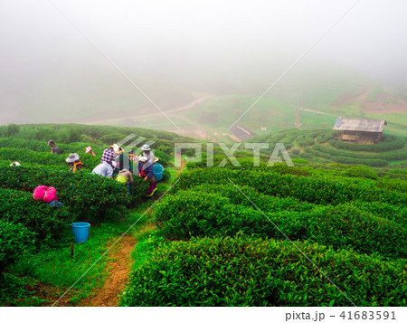 hmong hill tribe harvest tea plant in the morning 41683591