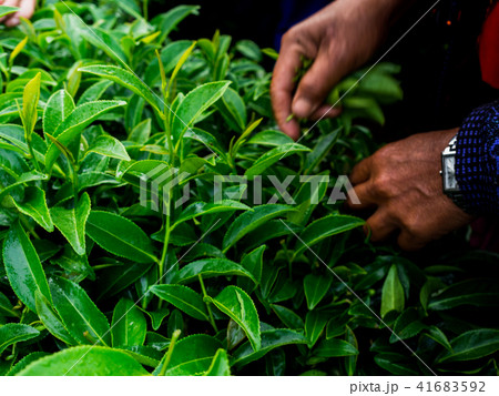 cut tea leaves in the morning at rai cha 2000 cut tea leaves in the morning at rai cha 2000 41683592
