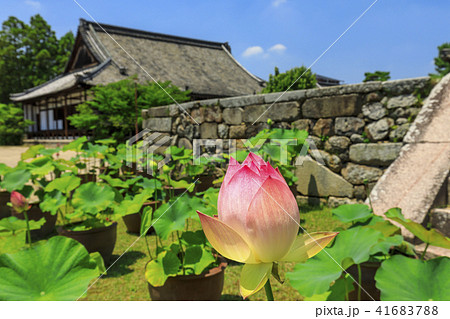 西大寺　ハス 41683788