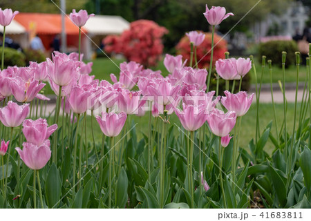 ピンクのフリンジ咲きチューリップの花 41683811