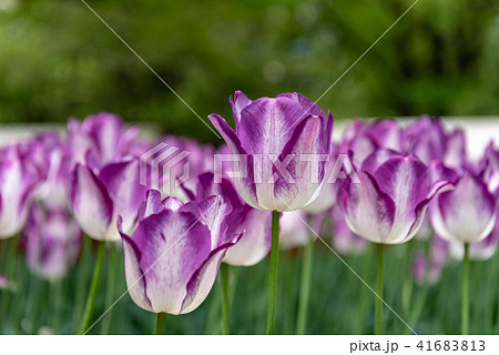 紫色のチューリップの花 紫色のチューリップの花 41683813