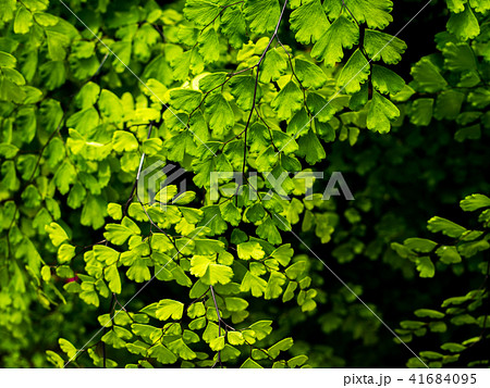 black maidenhair fern or maidenhair fern plant black maidenhair fern or maidenhair fern plant 41684095