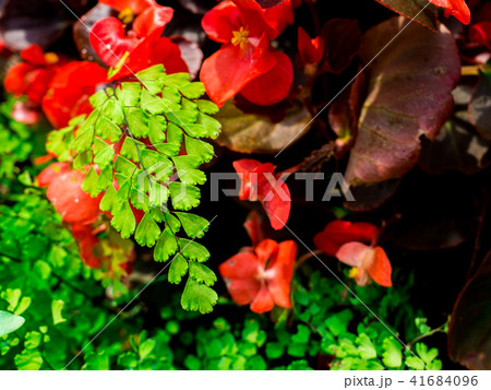 black maidenhair fern or maidenhair fern plant black maidenhair fern or maidenhair fern plant 41684096