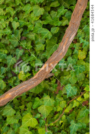 Many Green Leaves with dry branch on tree 41684544