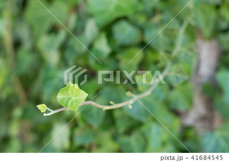 One Green Leaf 41684545