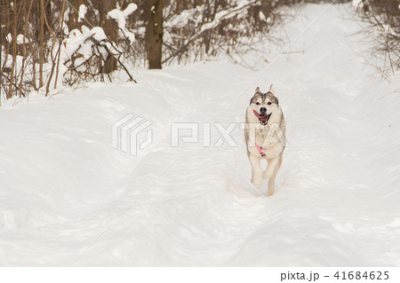 Siberian husky wolf dog in winter forest outdoor 41684625