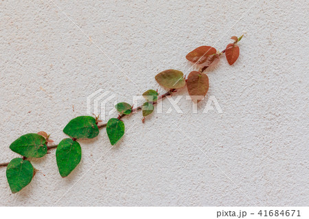 Green Creeper Plant growing on cement wall Green Creeper Plant growing on cement wall 41684671