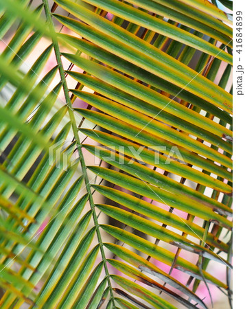 palm leaves detail close-up with hi-light & shadow 41684899