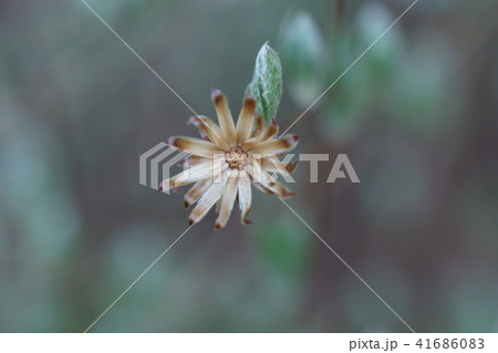 高野箒 コウヤボウキ　花のあと 41686083