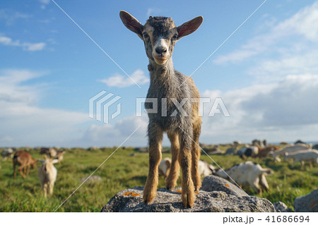 Small goat standing on the stone at the sunny day 41686694