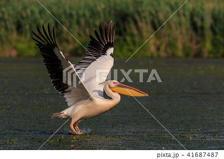 white pelican in Danube Delta, Romania 41687487